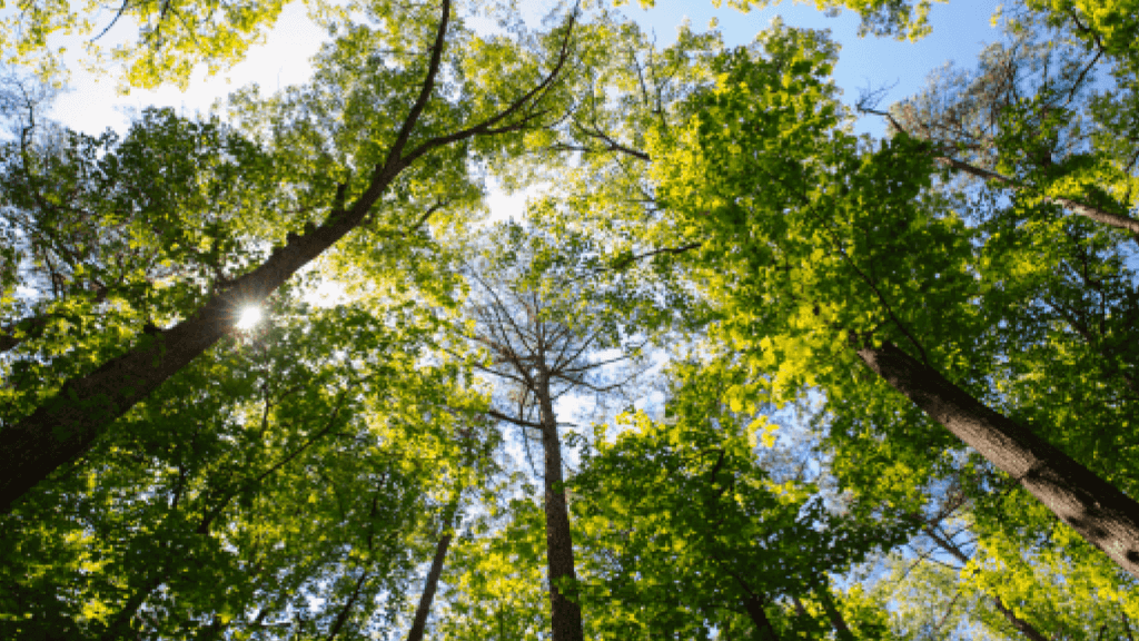 view of looking up at the trees